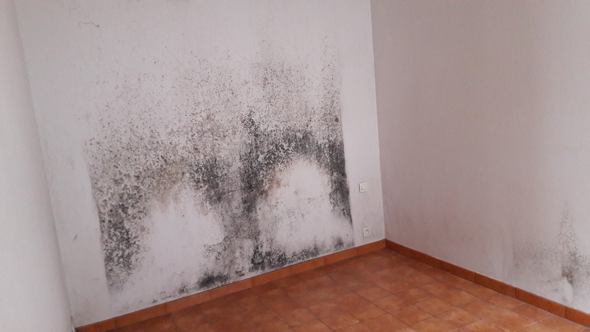 Moisissures - Expertise humidité à Montauban